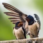 l'Hirondelle rustique - © Gilles Adt