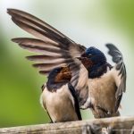 l'Hirondelle rustique - © Gilles Adt