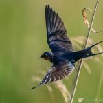 l'Hirondelle rustique - © Gilles Adt