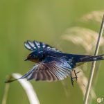 l'Hirondelle rustique - © Gilles Adt