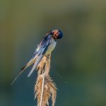 l'Hirondelle rustique - © Gilles Adt