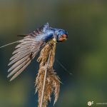 l'Hirondelle rustique - © Gilles Adt