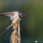 l'Hirondelle rustique - © Gilles Adt