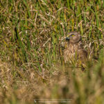 Papangue - © Gilles Adt