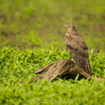 Papangue - © Gilles Adt