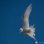 Gygis blanche - © Gilles Adt