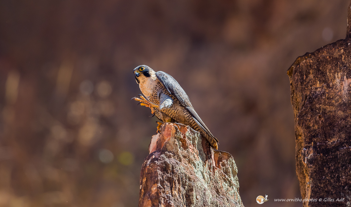 le Faucon pèlerin - © Gilles Adt