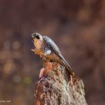 le Faucon pèlerin - © Gilles Adt