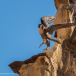 le Faucon pèlerin - © Gilles Adt