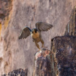 le Faucon pèlerin - © Gilles Adt