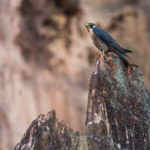 le Faucon pèlerin - © Gilles Adt