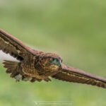 le Bateleur des Savanes