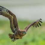 le Bateleur des Savanes