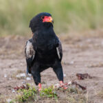 le Bateleur des Savanes