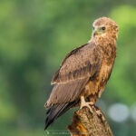 le Bateleur des Savanes