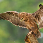 le Bateleur des Savanes