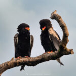 le Bateleur des Savanes