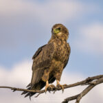 le Bateleur des Savanes