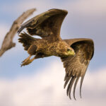 le Bateleur des Savanes