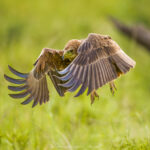 le Bateleur des Savanes