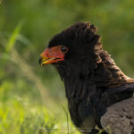 le Bateleur des Savanes