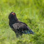 le Bateleur des Savanes