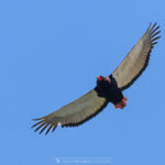 le Bateleur des Savanes