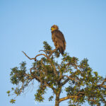 le Bateleur des Savanes