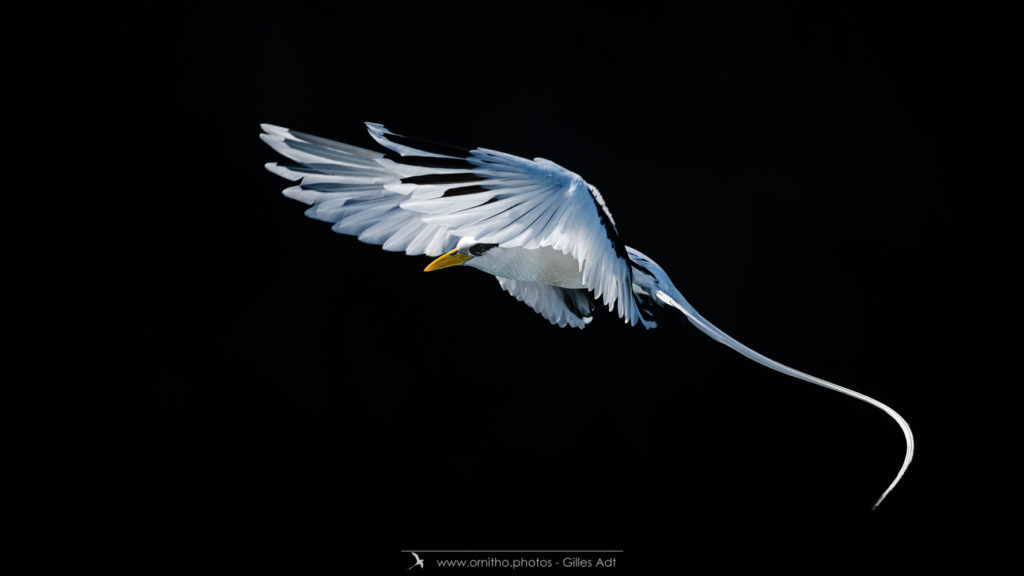 le Paille-en-queue © Gilles Adt