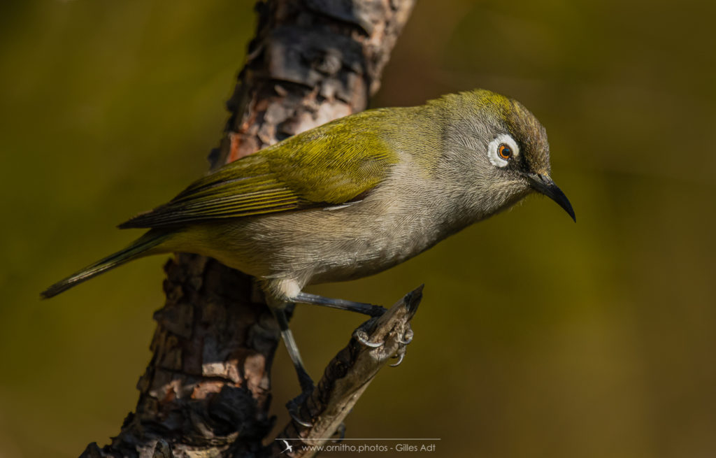 Le zoiseau à lunettes vert (Zosterops olivaceus)