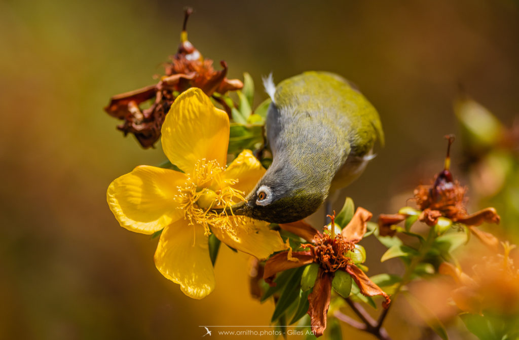 Le zoiseau à lunettes vert (Zosterops olivaceus)