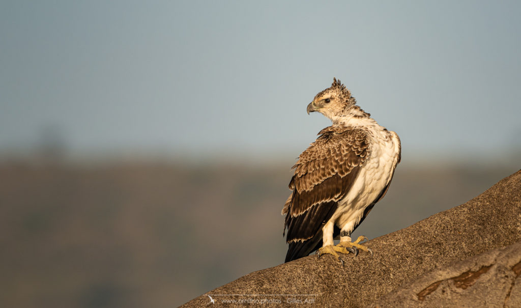 l'Aigle martial