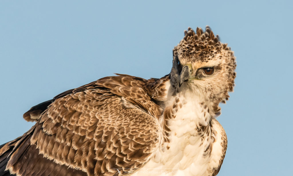 l'Aigle martial