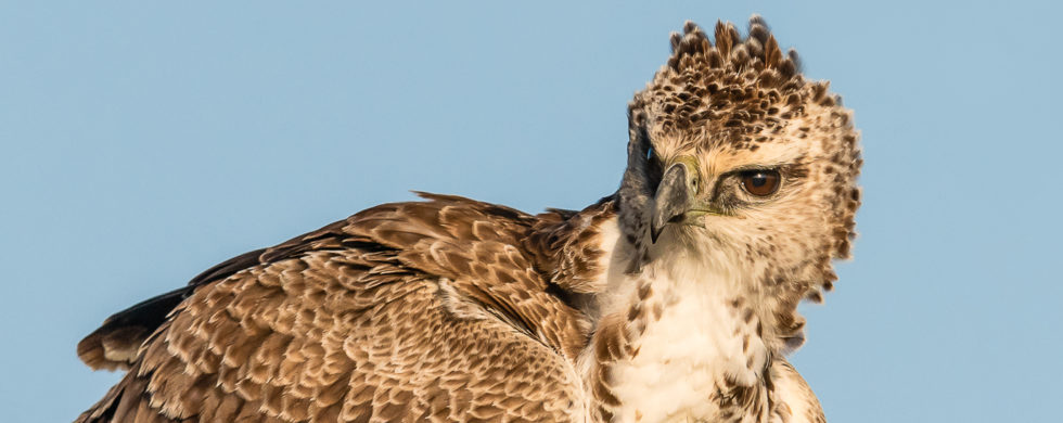 l'Aigle martial