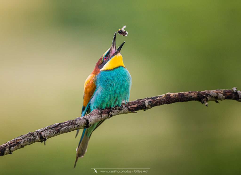 le Guêpier d'Europe - Merops apiaster