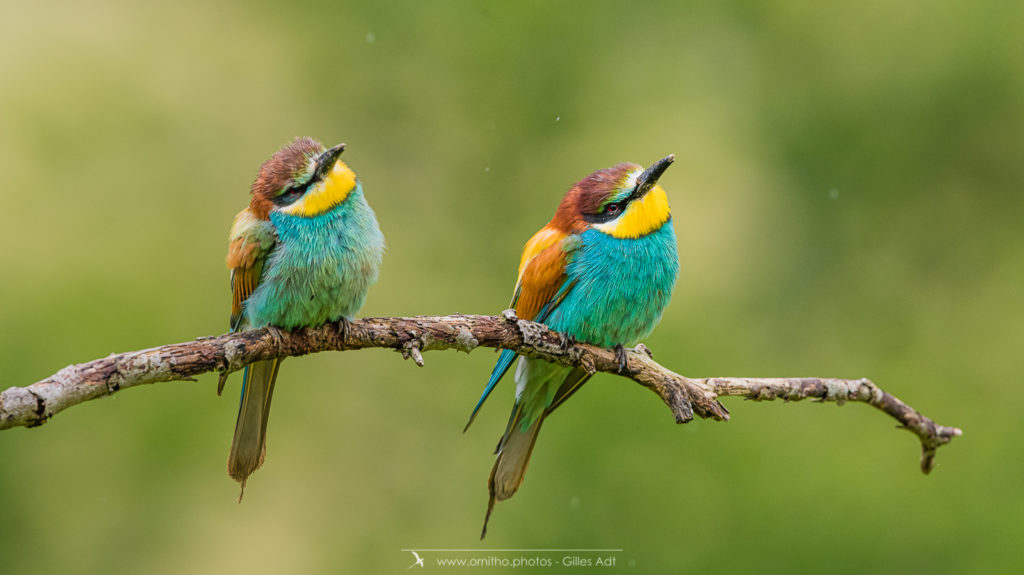 le Guêpier d'Europe - Merops apiaster