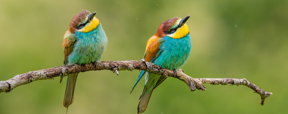 le Guêpier d'Europe - Merops apiaster