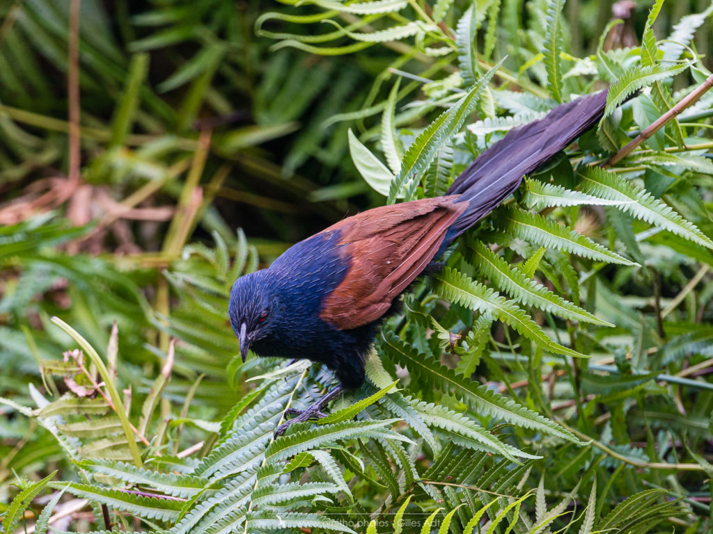 Coucal toulou