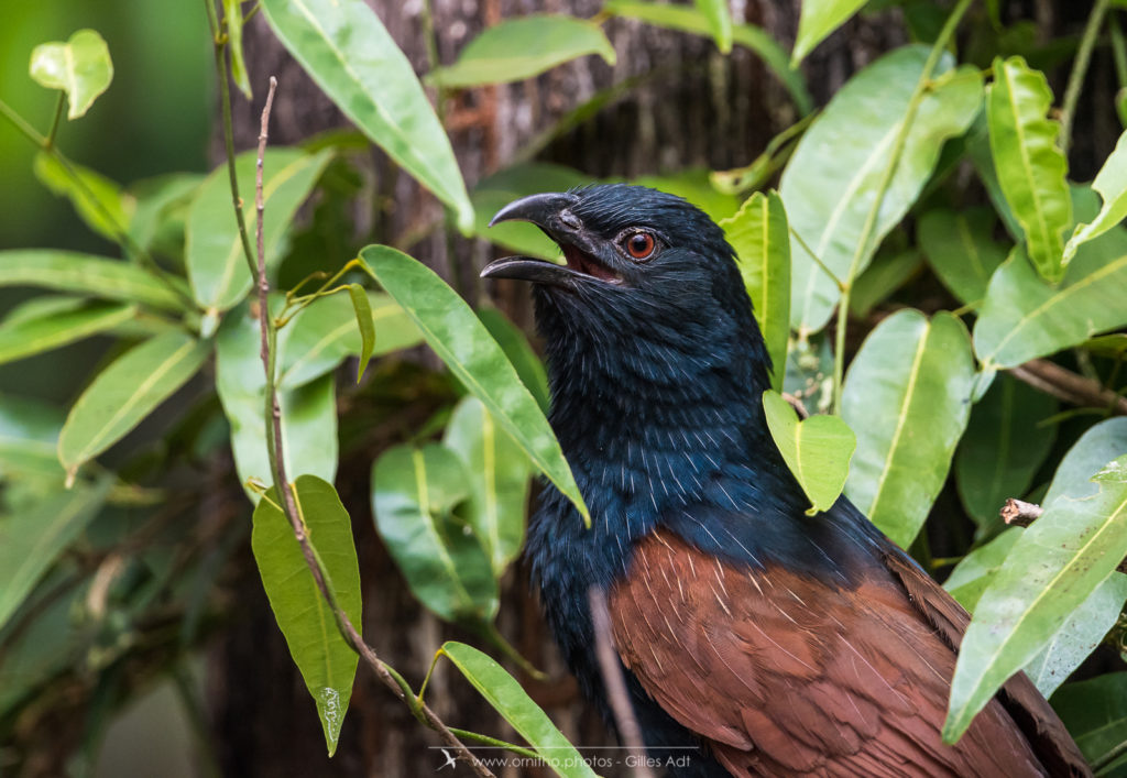 Coucal toulou