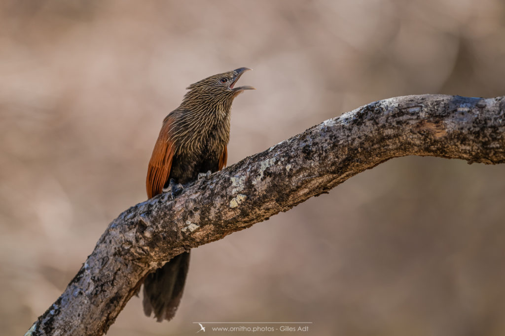 Coucal toulou