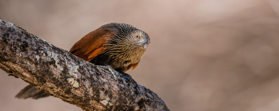 Coucal toulou