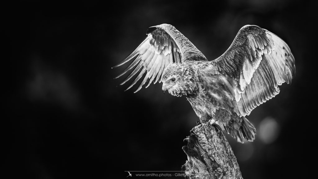 le Bateleur des savane en N&B