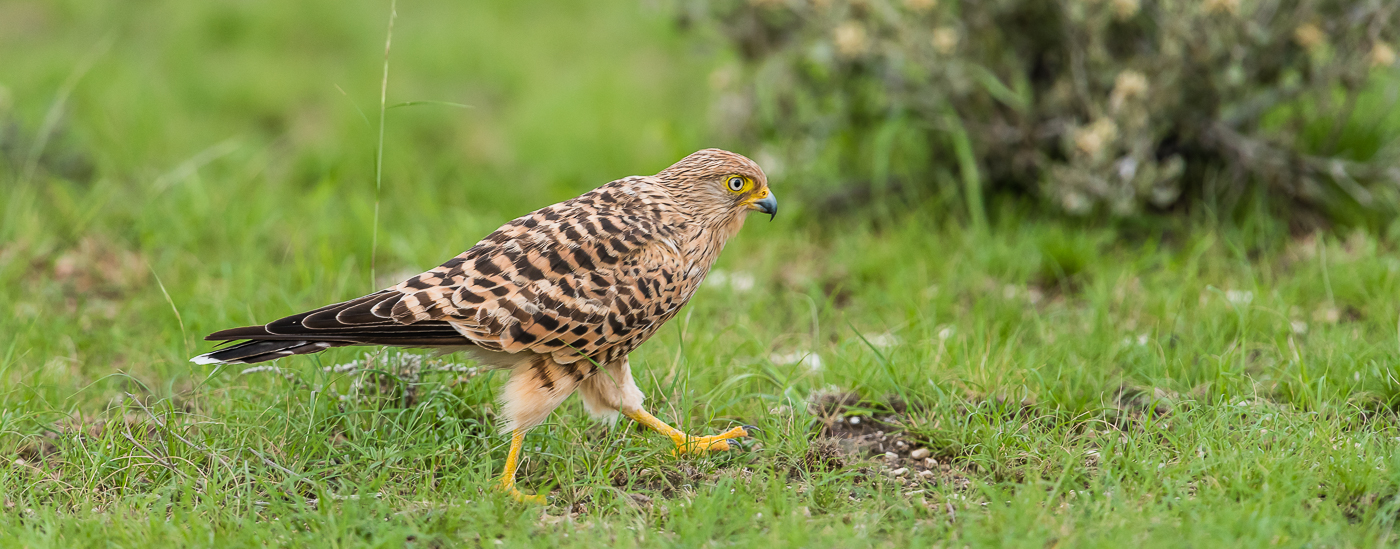 le Crécerelle aux yeux blancsornitho.photos Gilles Adt