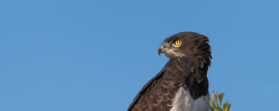 Portrait du Circaète à poitrine noire