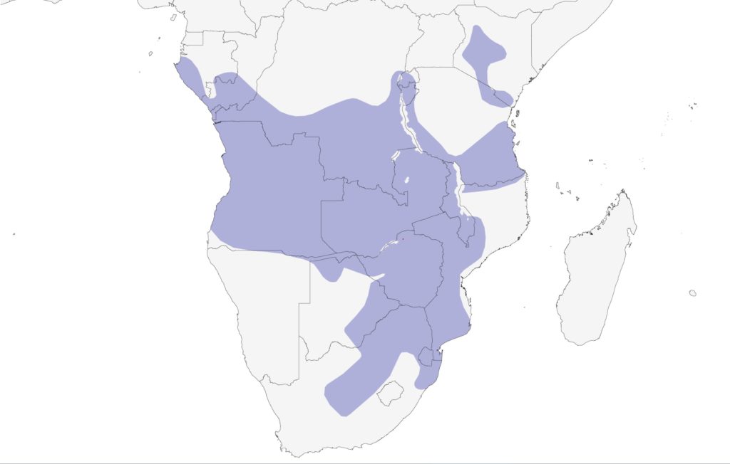 distribution du Guêpier à front blanc