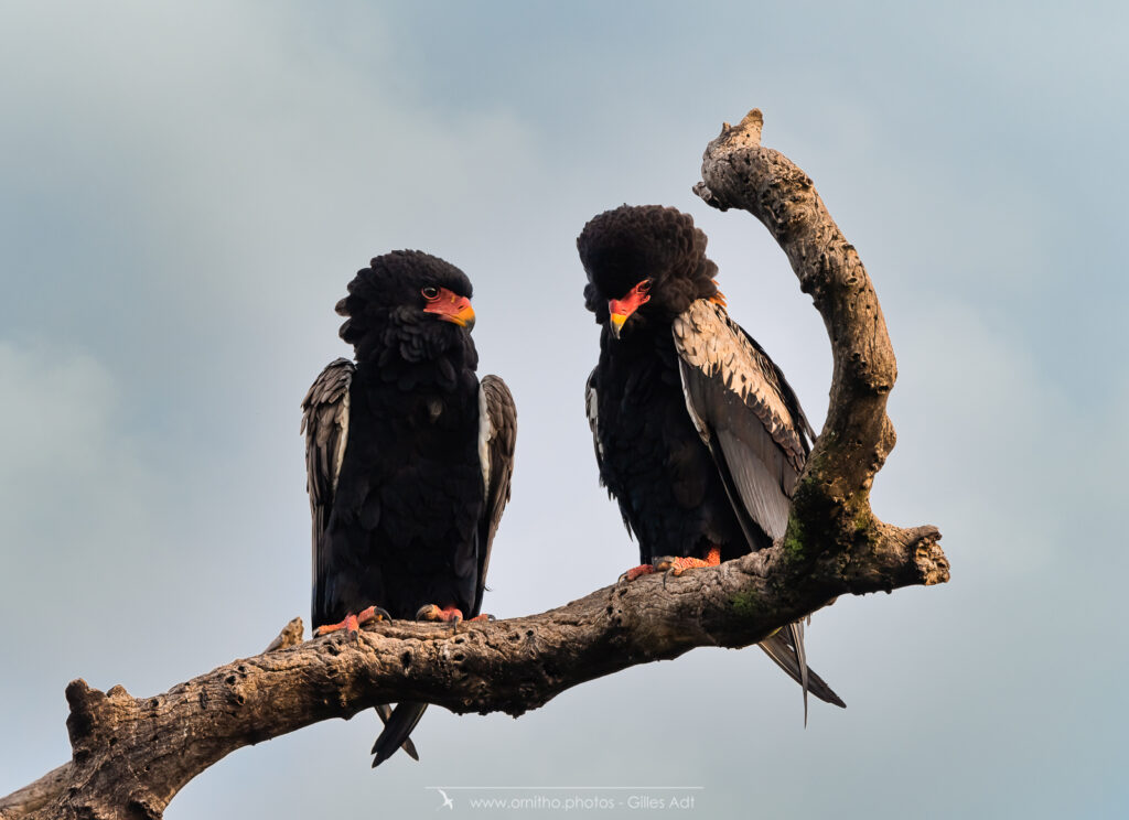 le Bateleur des Savanes