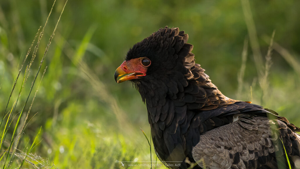 le Bateleur des Savanes