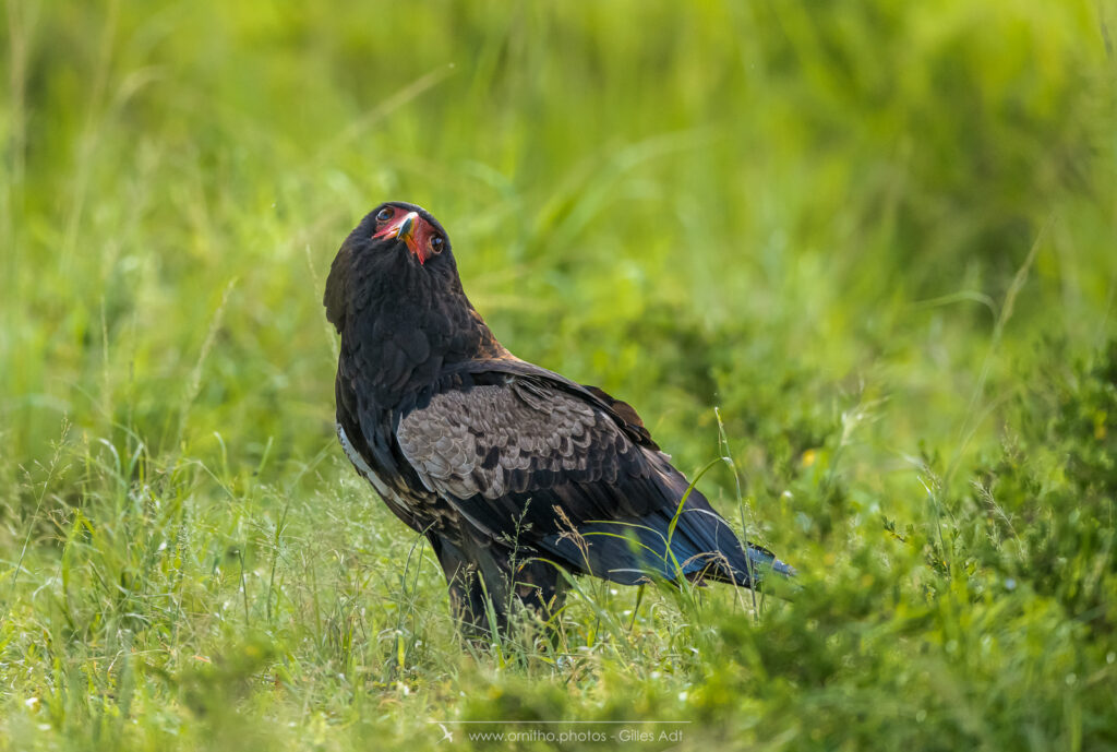 le Bateleur des Savanes