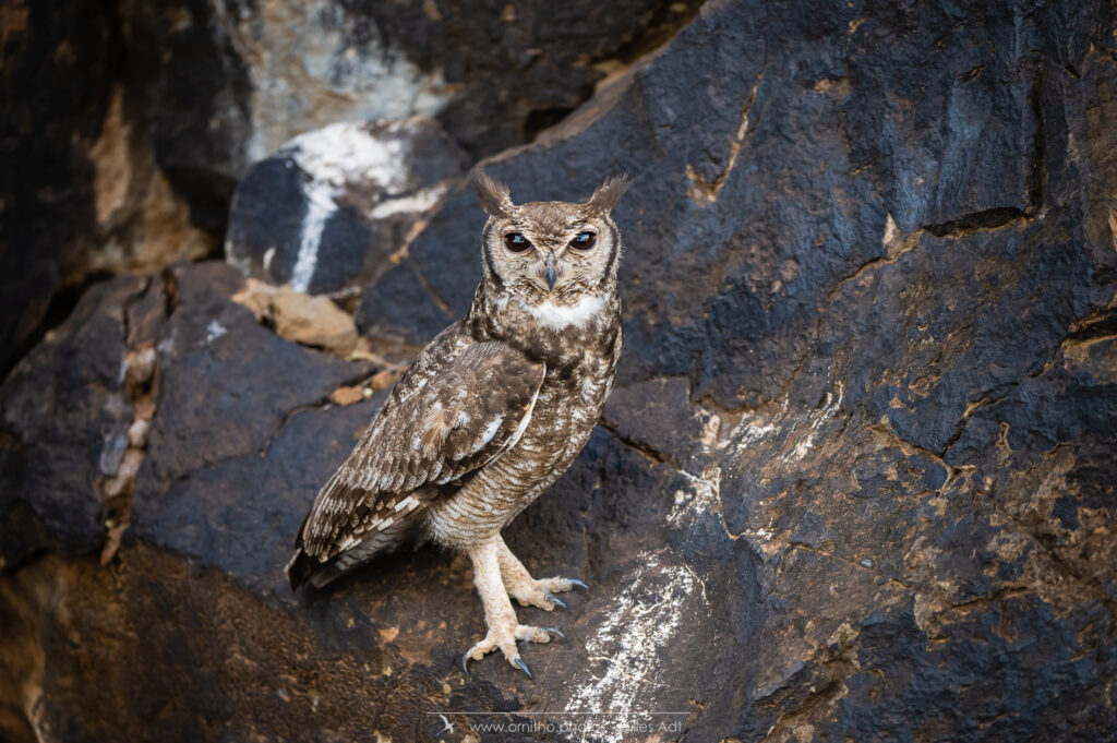 le Grand-duc vermiculé