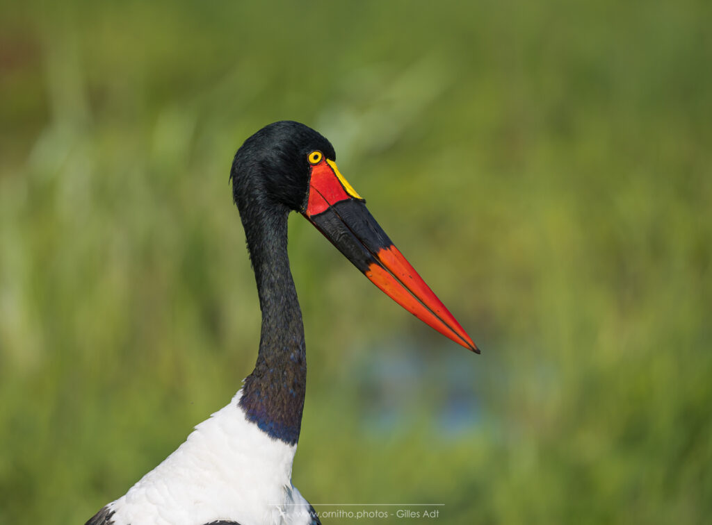 le Jabiru d'Afrique